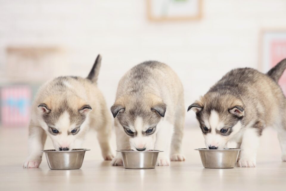 How Much to Feed a Husky (Puppy & Adult Feeding Chart)