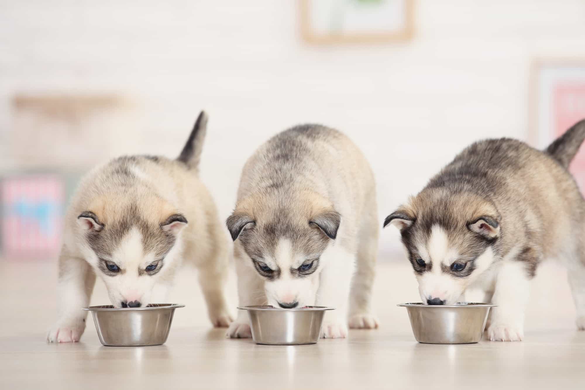 How Much to Feed a Husky (Puppy & Adult Feeding Chart)