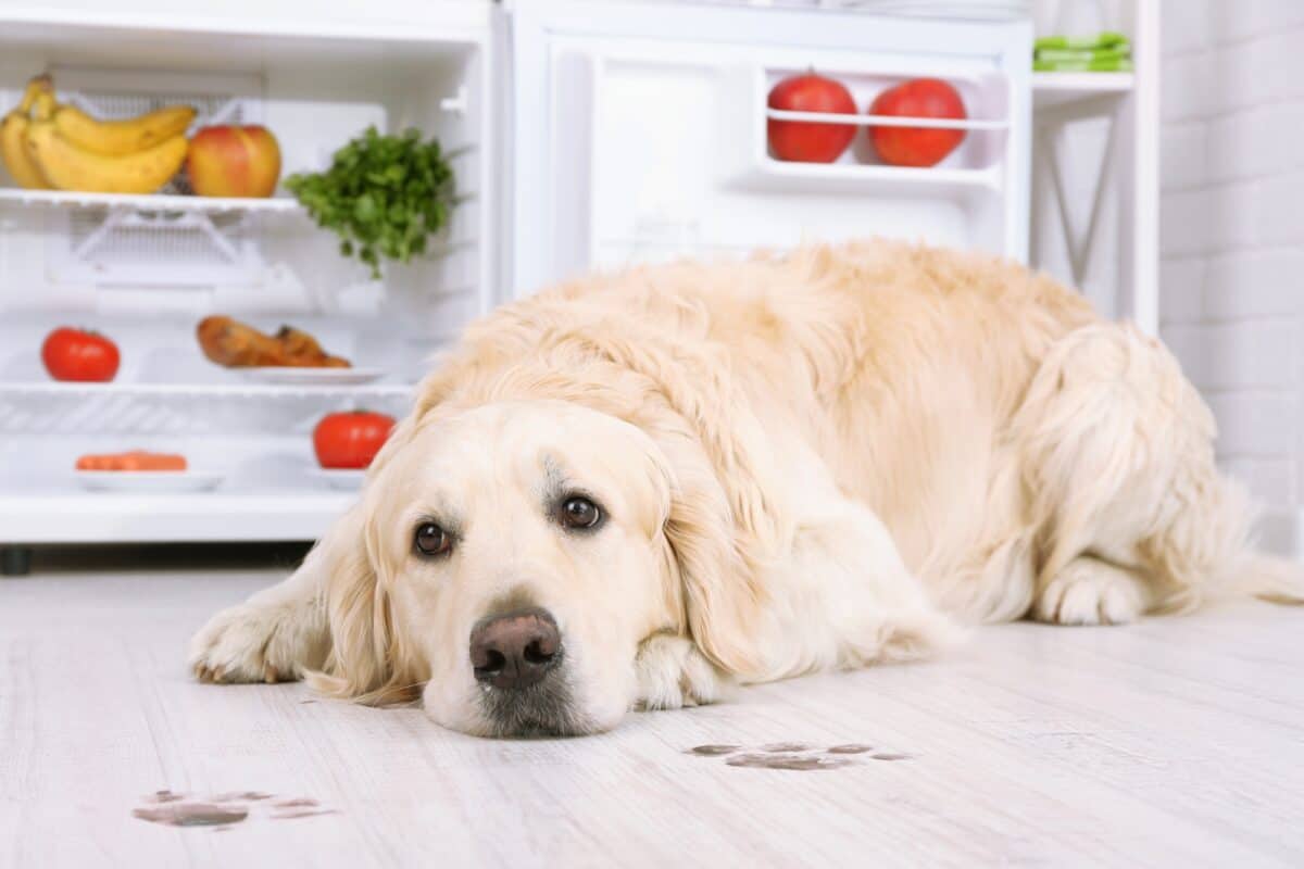 Labrador lying near fridge with food