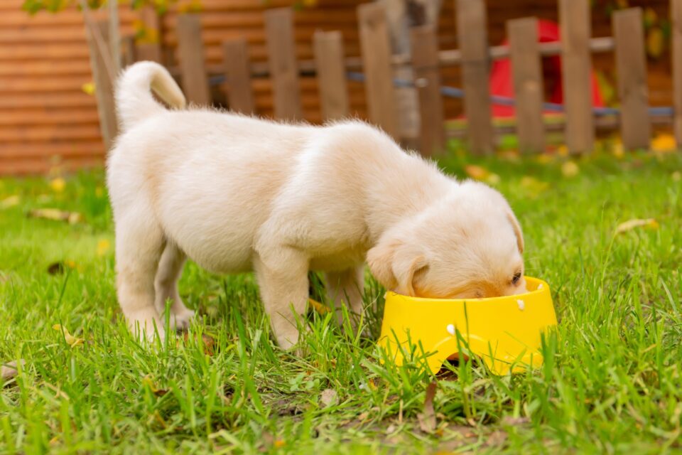 How Much to Feed a Labrador (Puppy & Adult Feeding Chart)