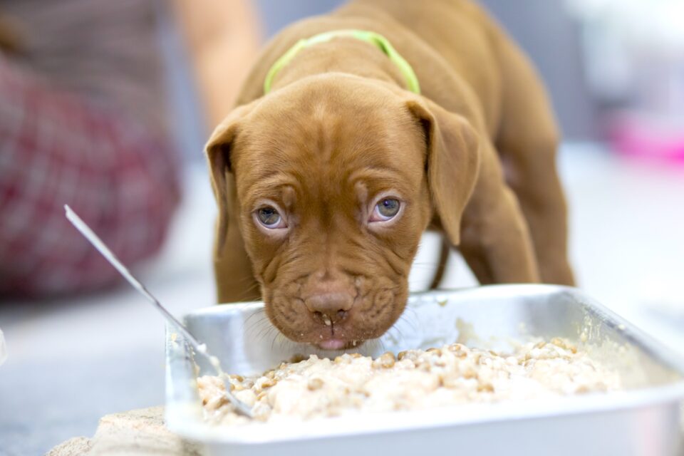 How Much to Feed a Pitbull (Puppy & Adult Feeding Chart)