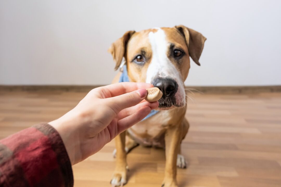 How Much to Feed a Pitbull (Puppy & Adult Feeding Chart)