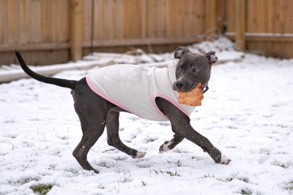 How Much to Feed a Pitbull (Puppy & Adult Feeding Chart)