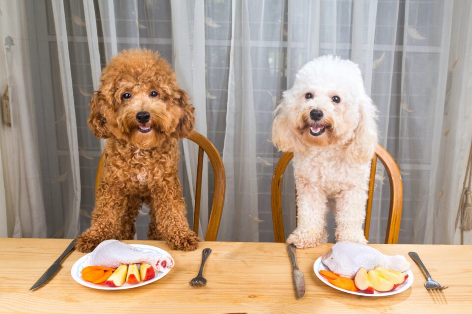 How Much Does a Poodle Cost? (2024 Price Guide)