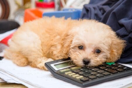 How Much Does a Poodle Cost? (2025 Price Guide)