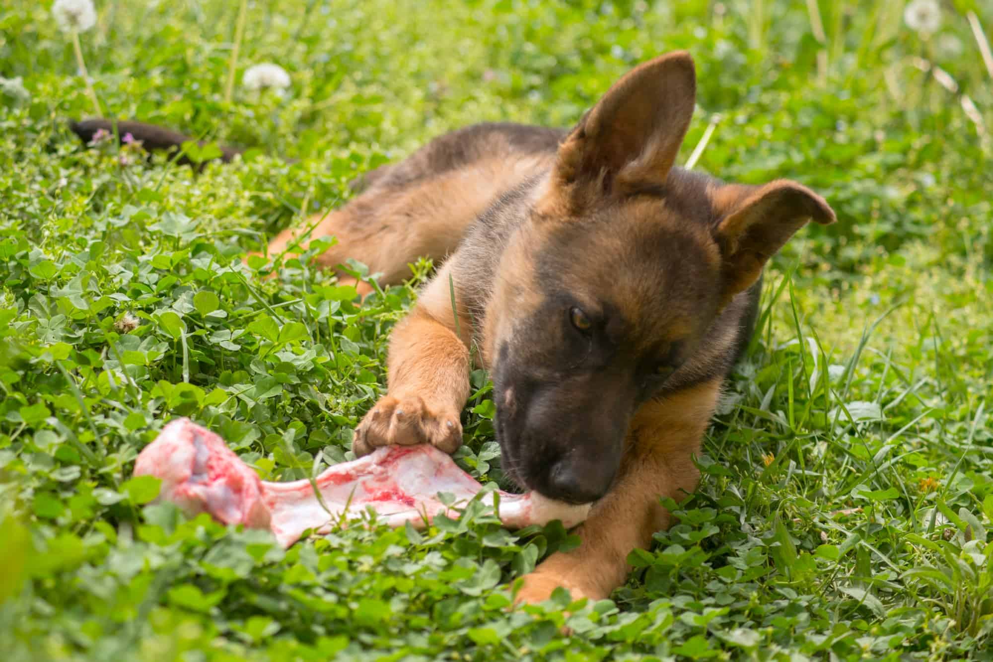 How Much to Feed a German Shepherd (Feeding Chart & Guide)