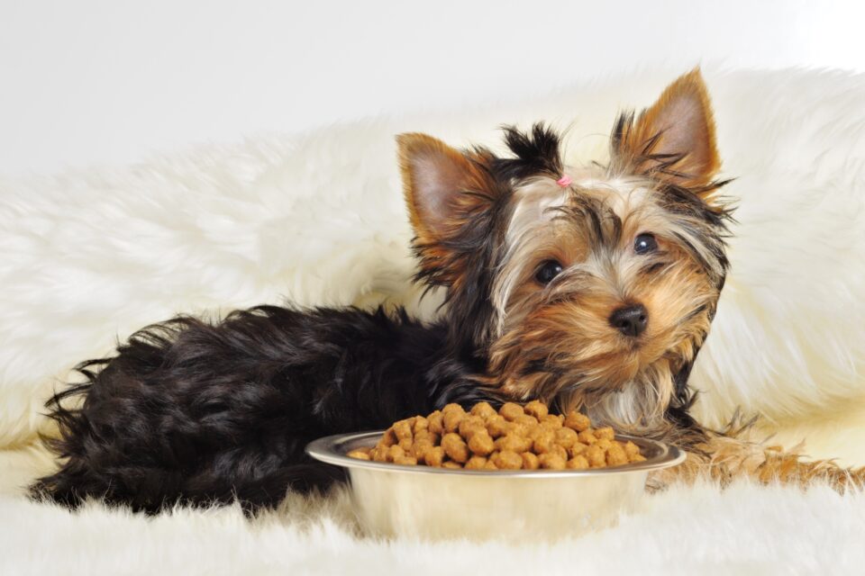 How Much to Feed a Yorkie (Puppy & Adult Feeding Chart)
