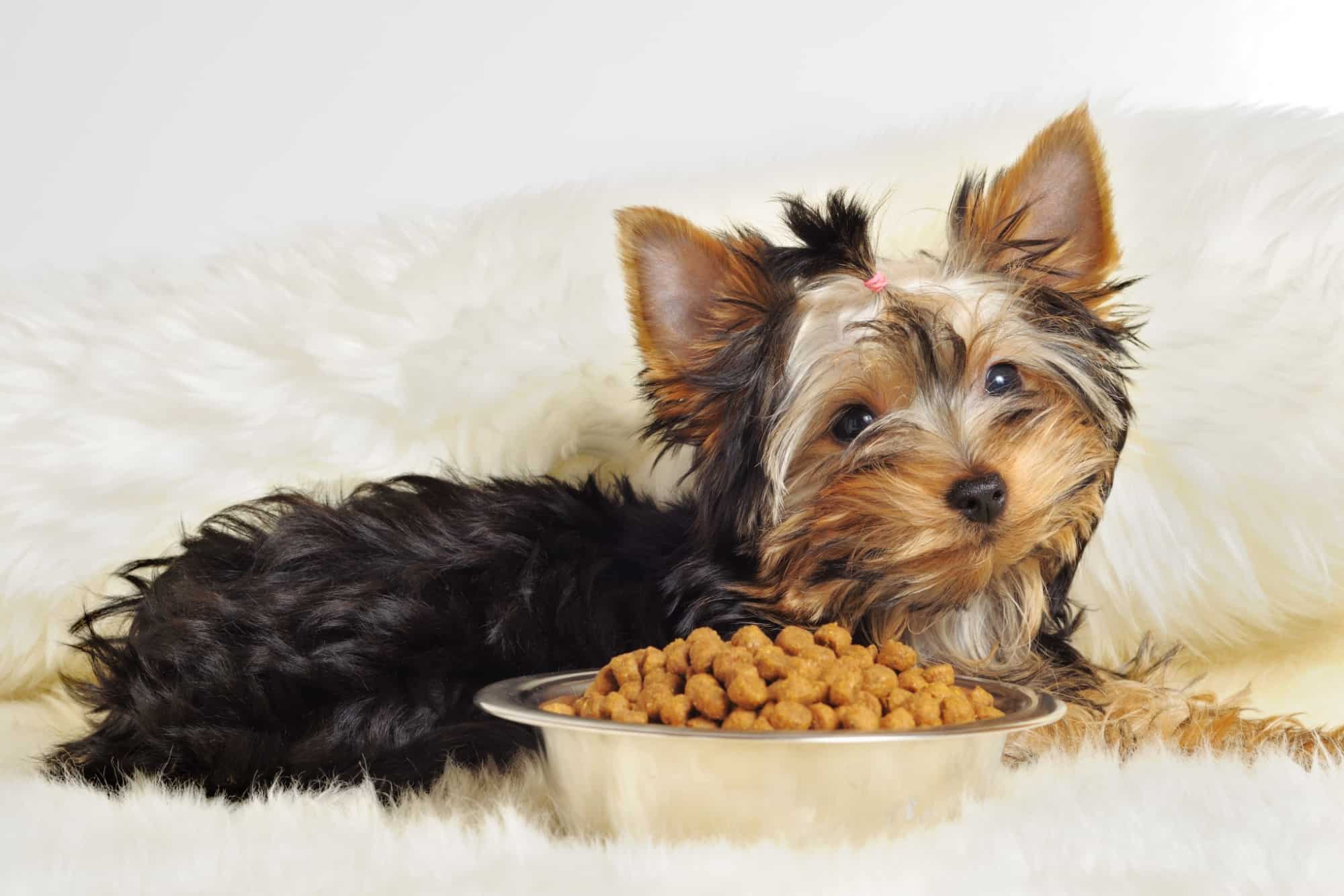How Much to Feed a Yorkie (Puppy & Adult Feeding Chart)