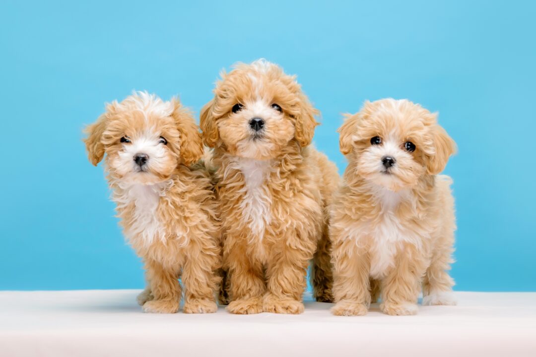 How Much Does a Poodle Cost? (2024 Price Guide)