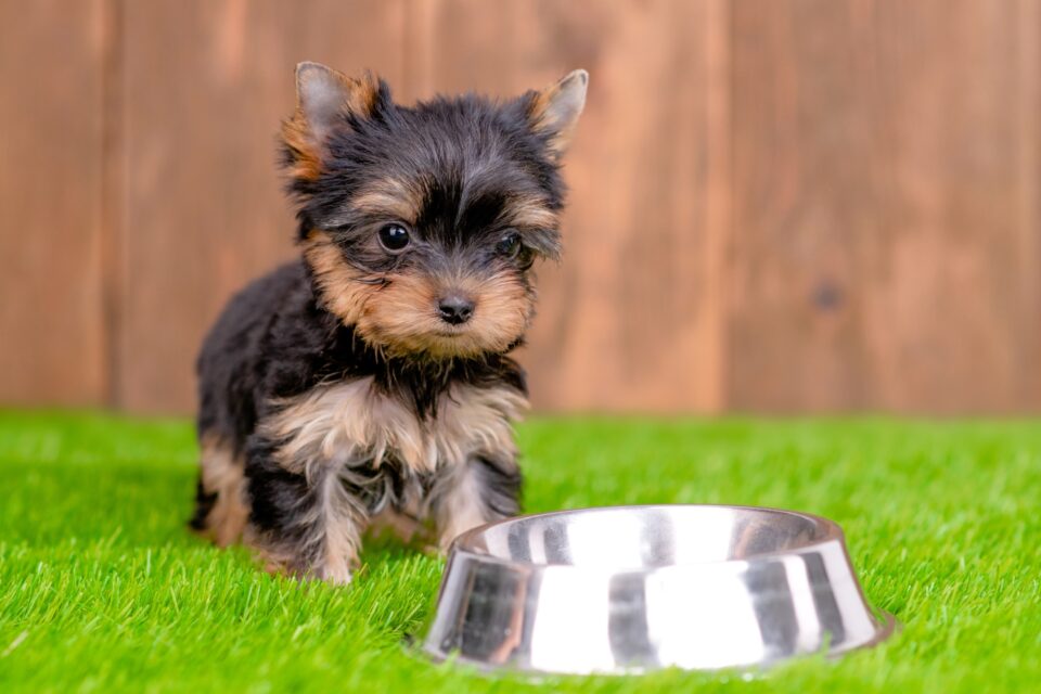 How Much to Feed a Yorkie (Puppy & Adult Feeding Chart)