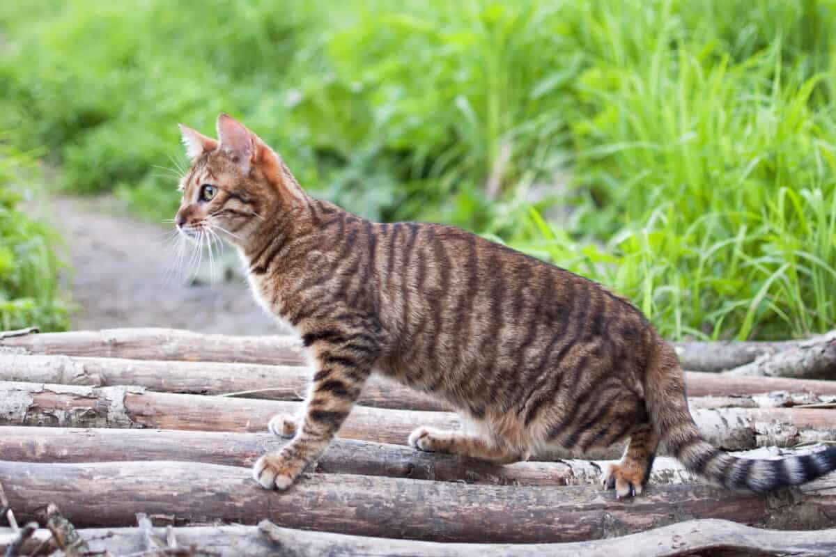 Toyger cat initial and one time costs