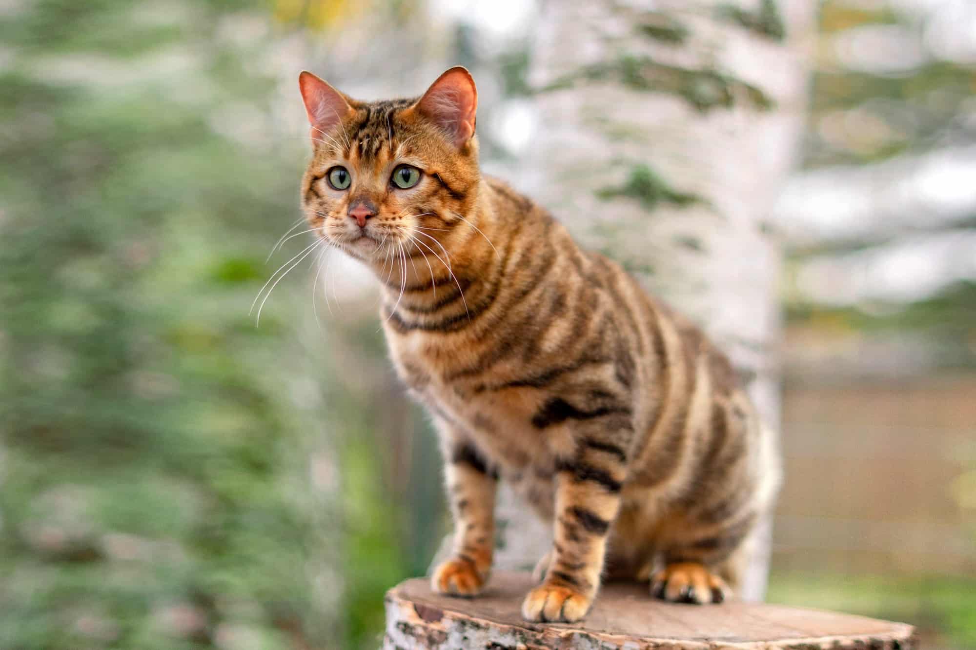How Much Does a Toyger Cat Cost? (2024 Price Guide)