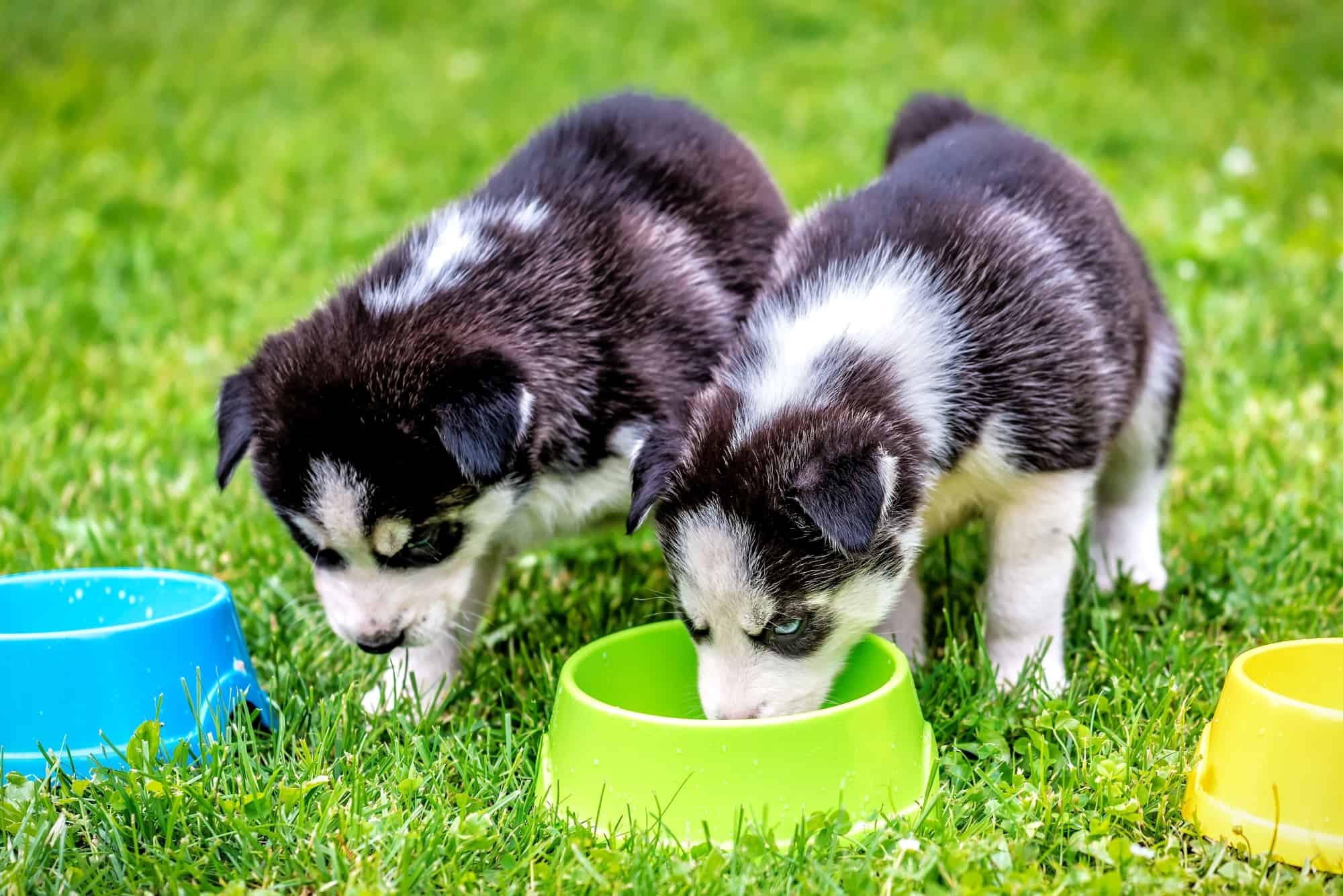 How Much to Feed a Husky (Puppy & Adult Feeding Chart)