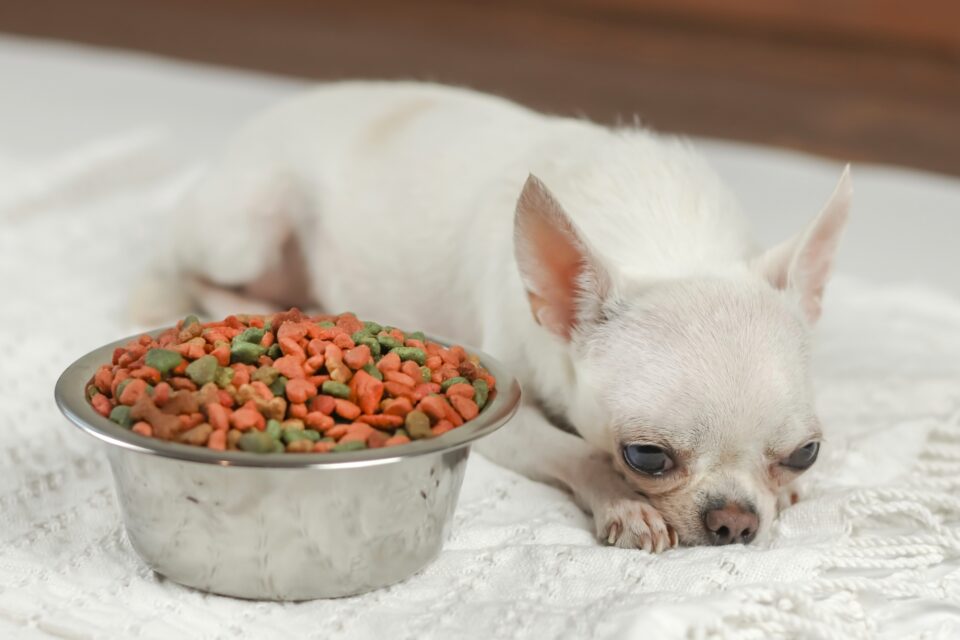 How Much to Feed a Chihuahua (Puppy & Adult Feeding Chart)