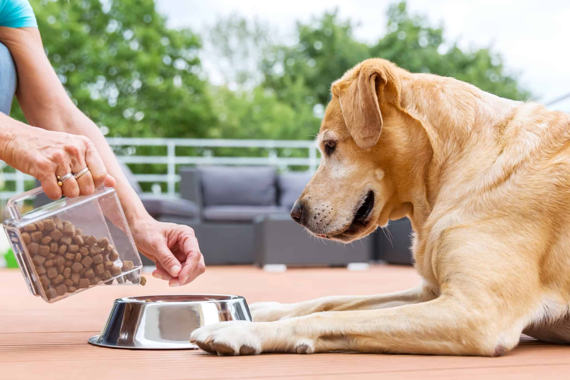 How Much to Feed a Labrador (Puppy & Adult Feeding Chart)