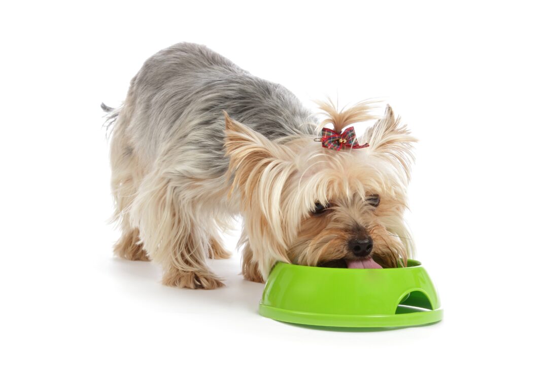 How Much to Feed a Yorkie (Puppy & Adult Feeding Chart)