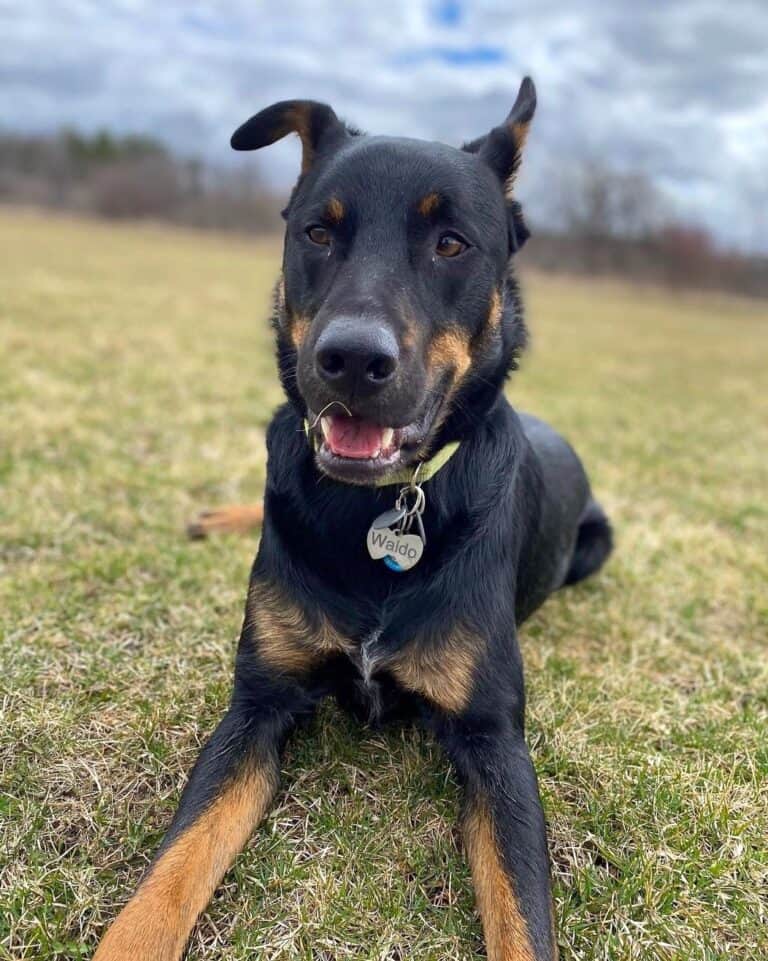 Blueweiler (Blue Heeler & Rottweiler Mix) Info, Pictures, Facts, FAQs