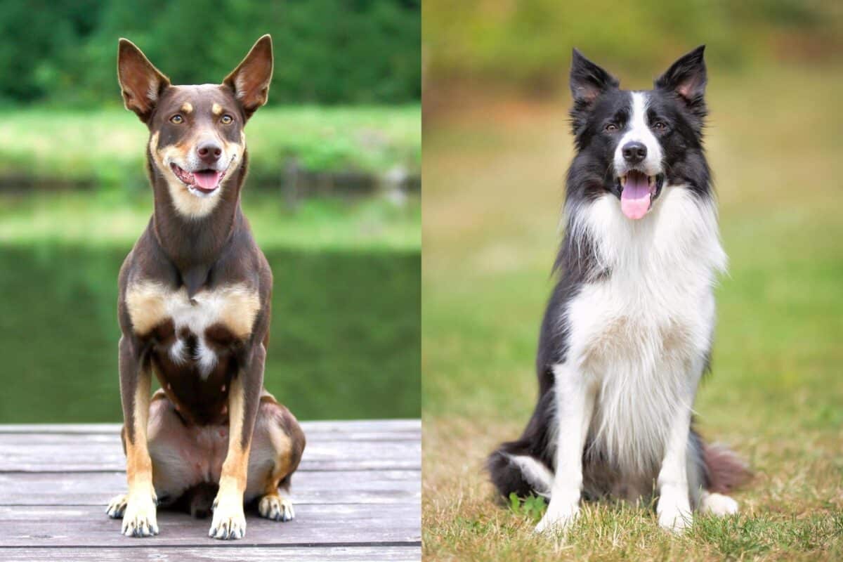 Australian Kelpie Border Collie Mix