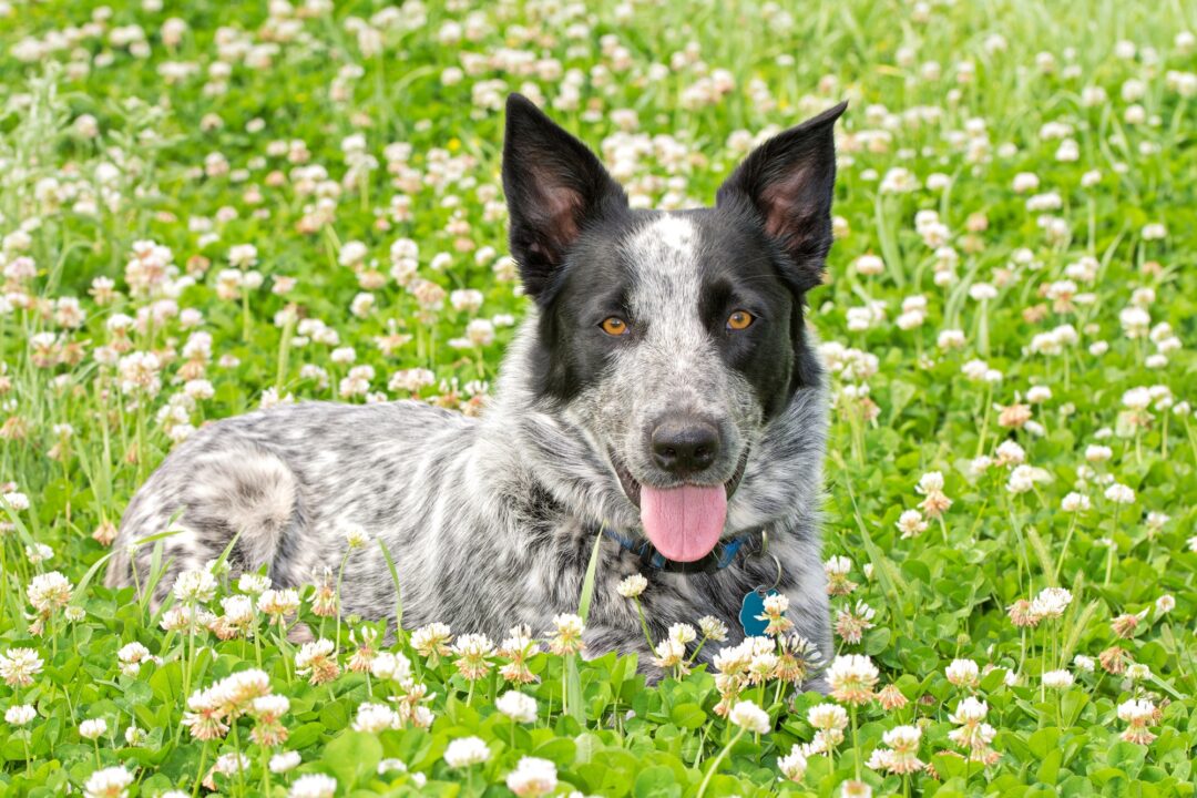Australian Shepherd Blue Heeler Mix Info, Pictures, Facts, FAQs & More