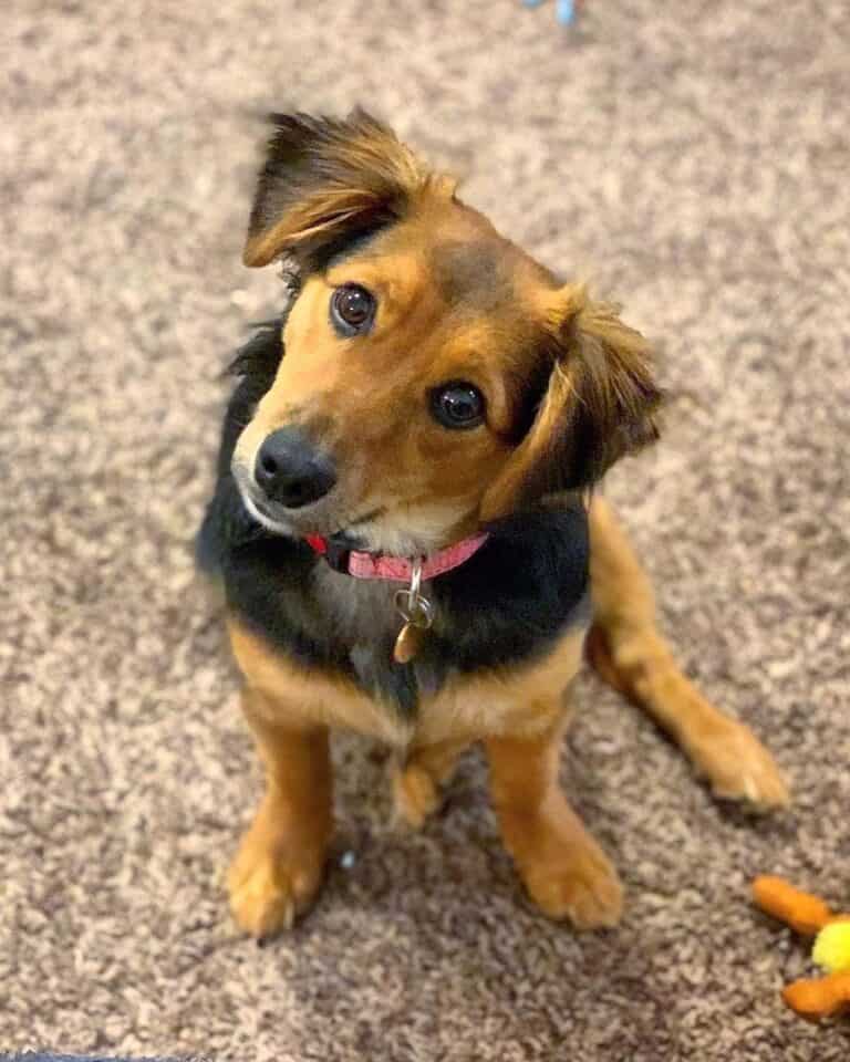 Aussie Doxie (Australian Shepherd & Dachshund Mix) Info, Pictures