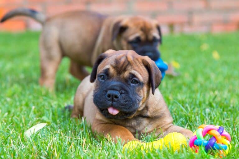 How Much Does a Bullmastiff Cost? (2026 Price Guide)