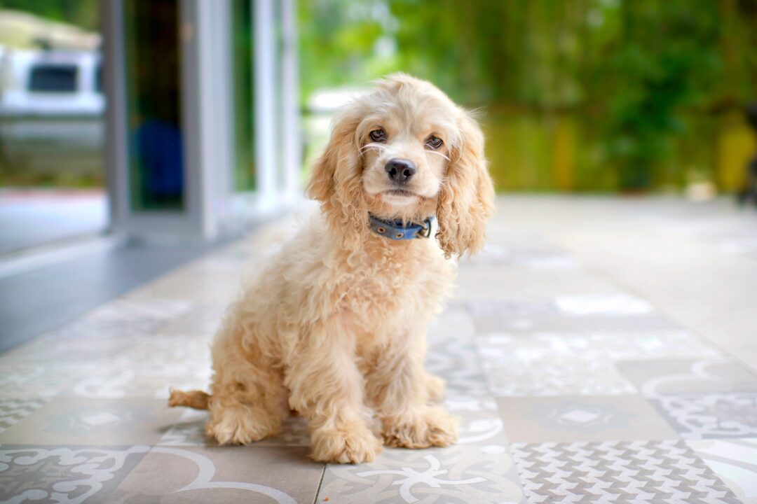 How Much Does a Cocker Spaniel Cost? (2025 Price Guide)