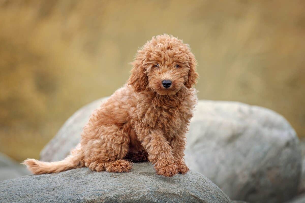 Average cost of Labradoodle puppy