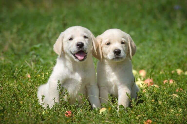 How Much Does a Labrador Retriever Cost? (2024 Price Guide)