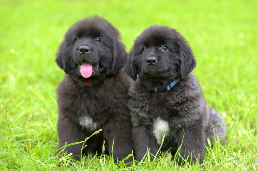 How Much Does a Newfoundland Cost? (2024 Price Guide)