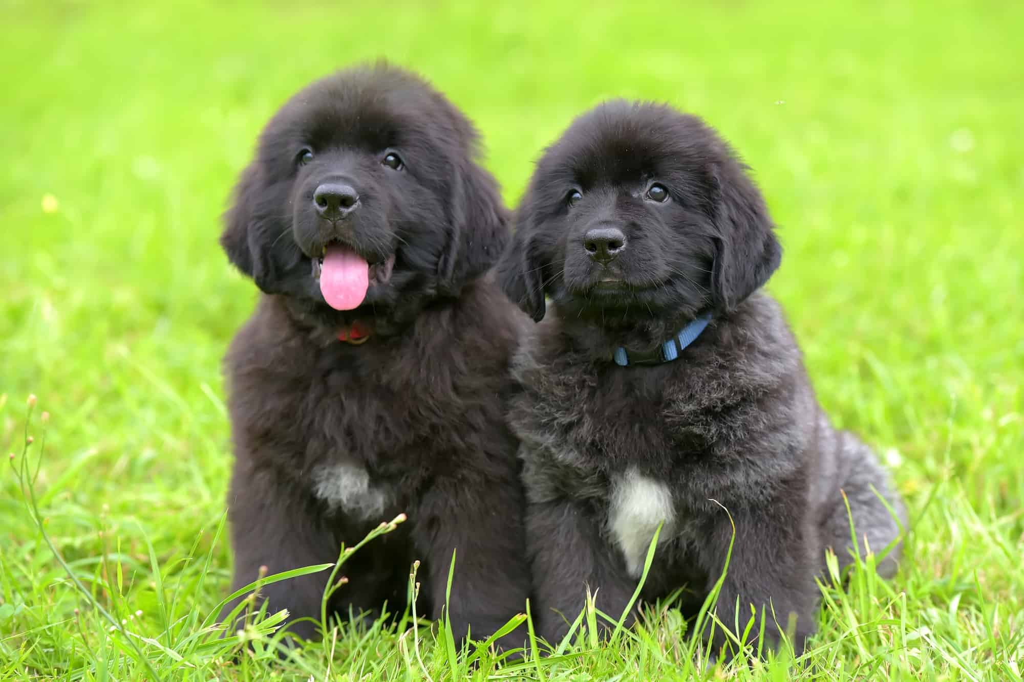 How Much Does a Newfoundland Cost? (2024 Price Guide)