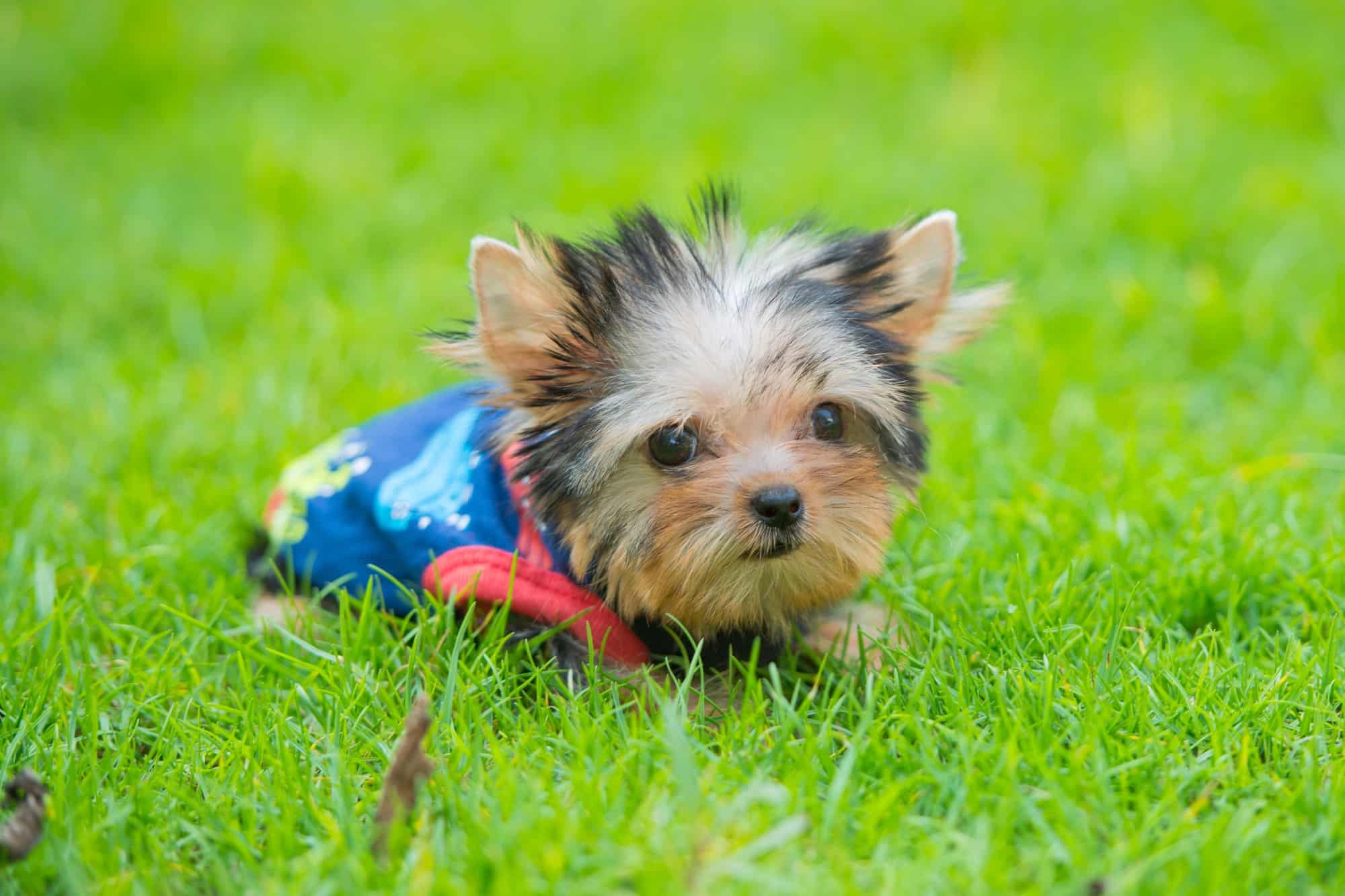 How Much Does a Teacup Yorkie Cost? (2024 Price Guide)