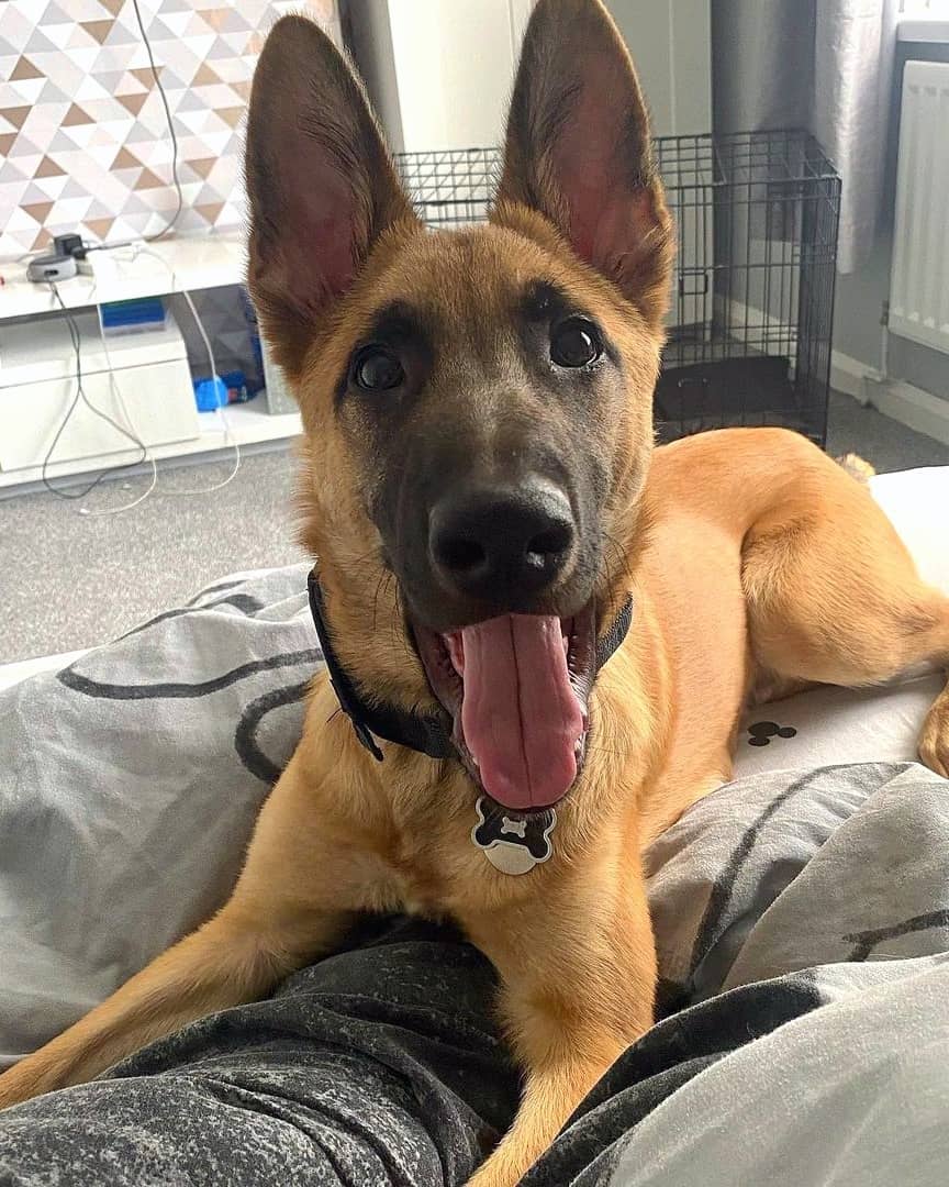 Malinois X Belgian Malinois German Shepherd Mix Info Pictures Malinois X Belgian Malinois German Shepherd Mix Info Pictures