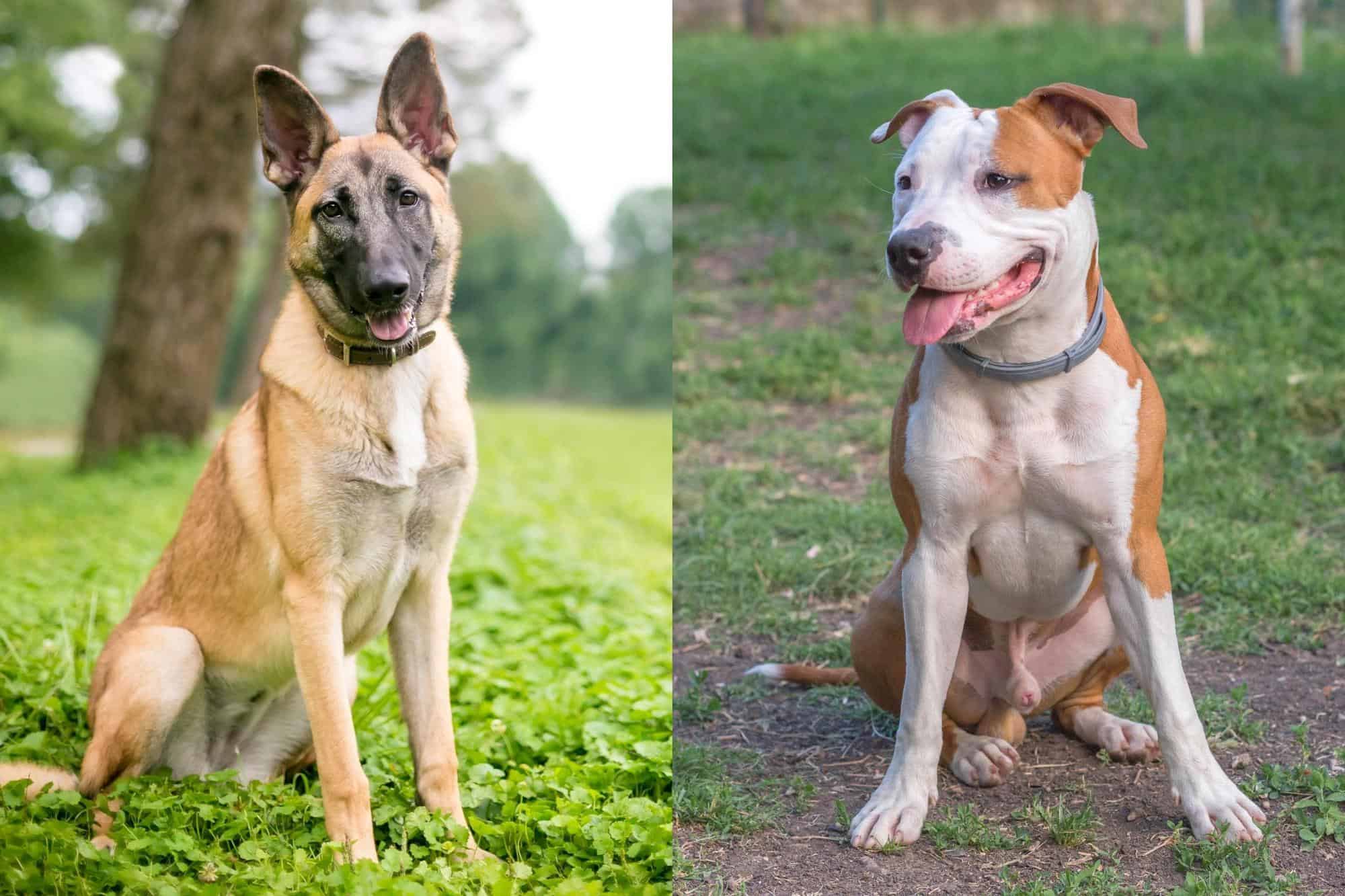 Belgian Malinois Pitbull Mix Info, Pictures, Facts, FAQs & More