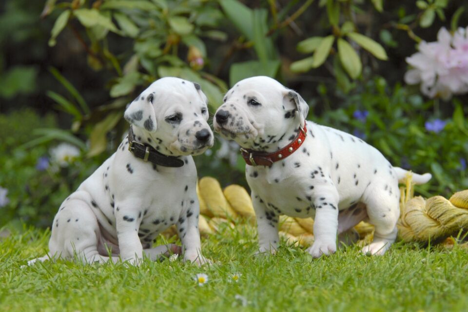 10 Best Dalmatian Breeders (2024) Our Top 10 Picks!