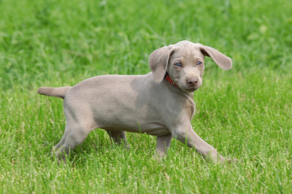10 Best Weimaraner Breeders (2024) Our Top 10 Picks!