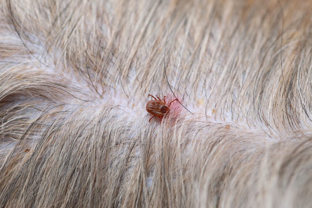 Dried Dead Tick on Dog: How to Remove It & What to Do (With FAQs)