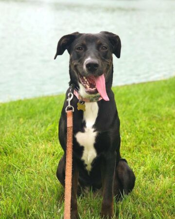 German Sheprador (German Shepherd & Labrador Mix) Info, Pictures, FAQs