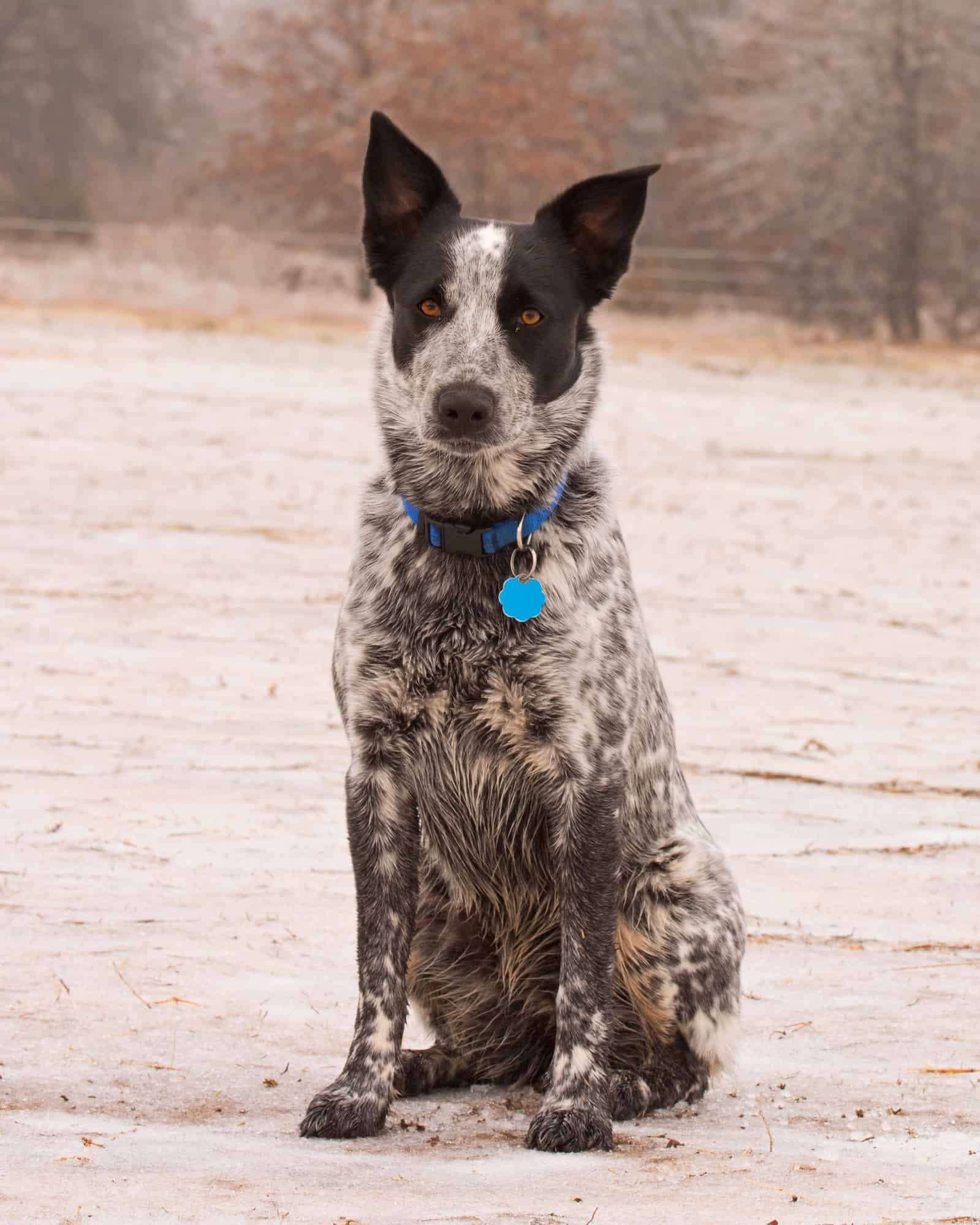 Australian Shepherd Blue Heeler Mix Info, Pictures, Facts, FAQs & More