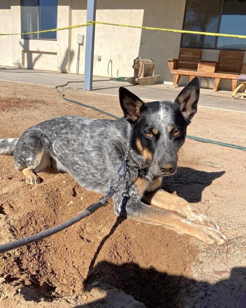 Blue Heeler German Shepherd Mix Info, Pictures, Facts, FAQs & More