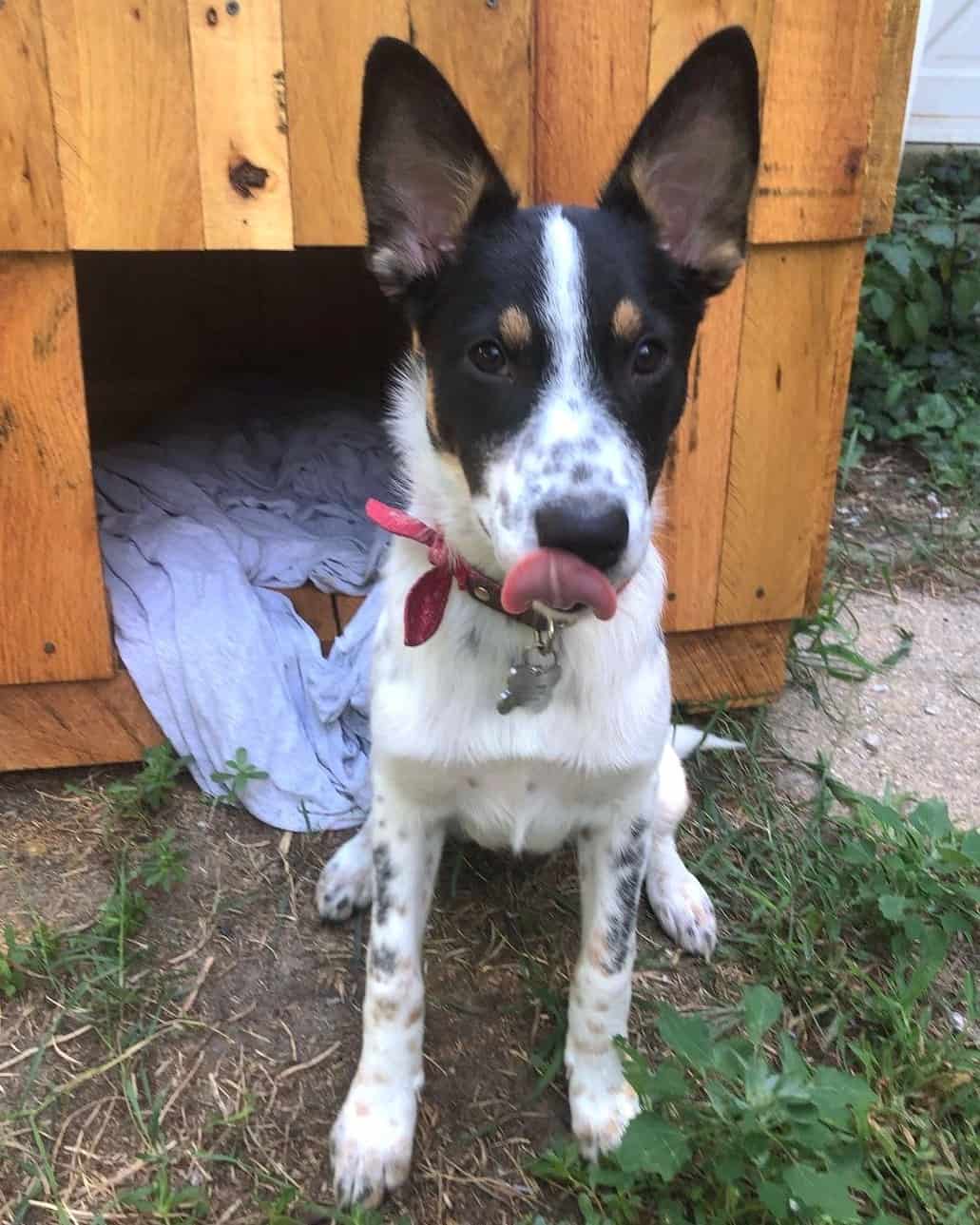 Blue Heeler German Shepherd Mix Info, Pictures, Facts, FAQs & More