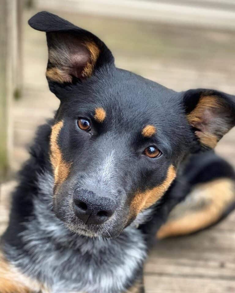 Blueweiler (Blue Heeler & Rottweiler Mix) Info, Pictures, Facts, FAQs