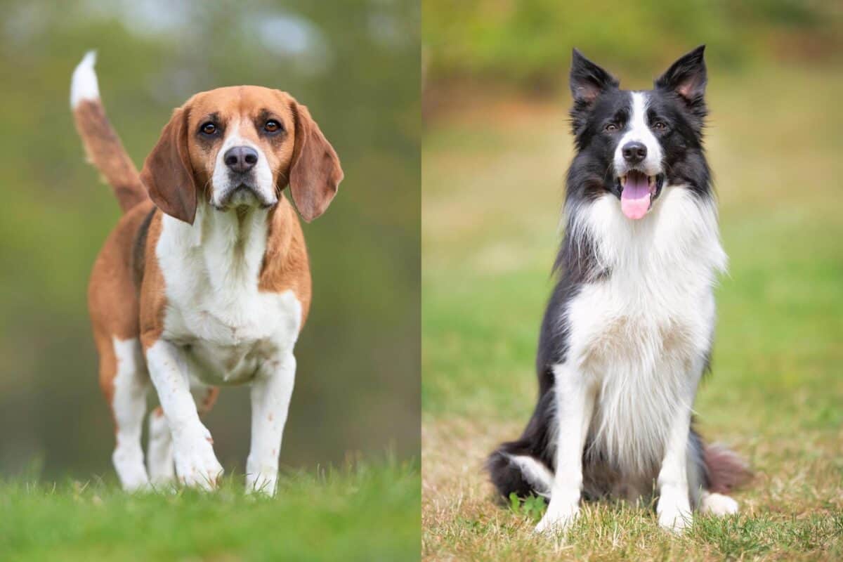 Border Beagle Beagle Border Collie Mix