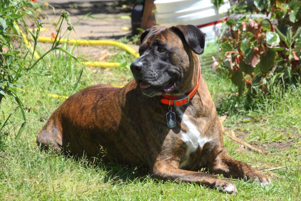 Boxmas (Boxer & Mastiff Mix) Info, Pictures, Facts, FAQs & More