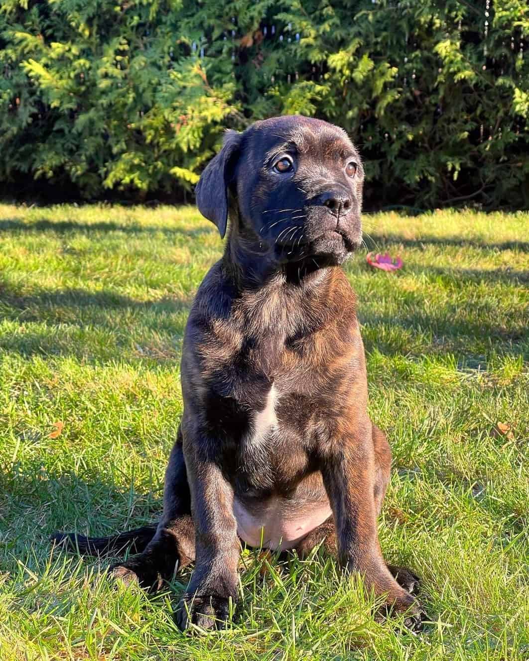 Rotticorso (Cane Corso & Rottweiler Mix) Info, Pictures, Facts, FAQs & More