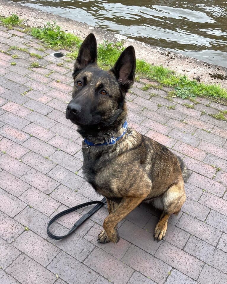 Mali Dutchie (Dutch Shepherd & Belgian Malinois Mix) Info, Pictures