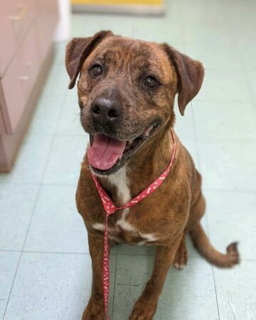 German Sheprador (German Shepherd & Labrador Mix) Info, Pictures, FAQs