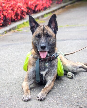 Boxsky Images Boxsky (Boxer & Husky Mix) Info, Pictures, Facts, FAQs & More