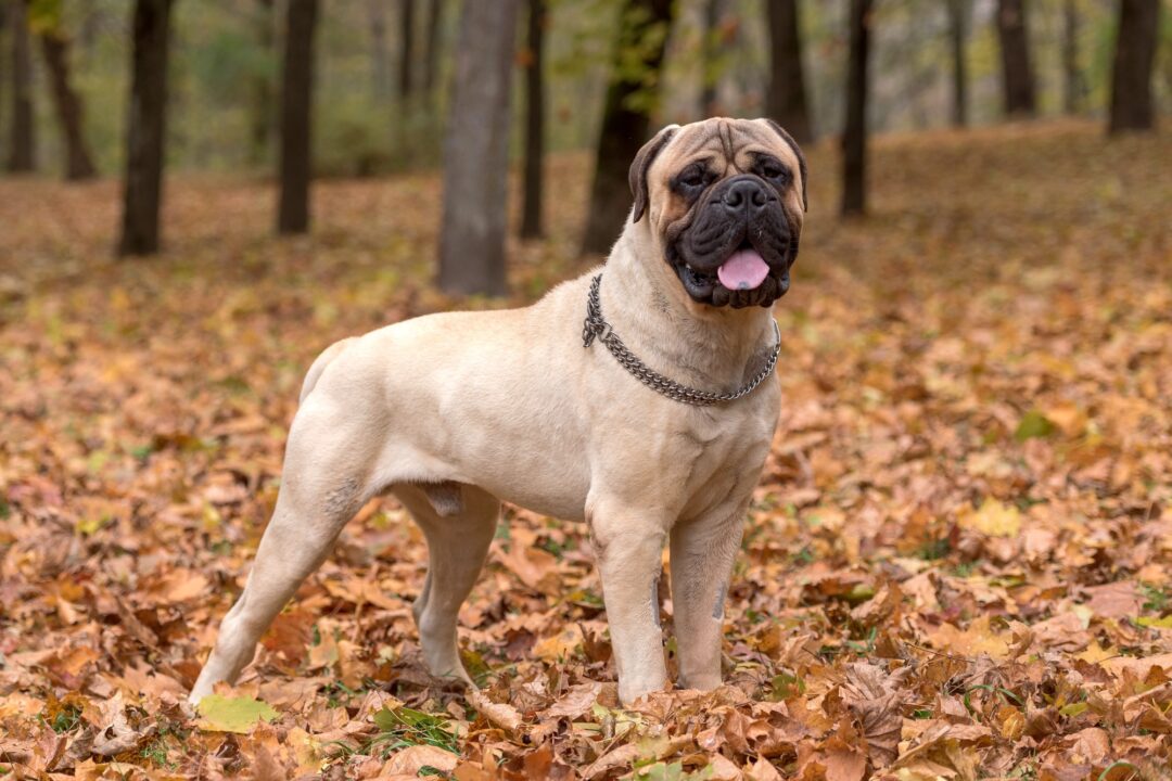How Much Does a Bullmastiff Cost? (2024 Price Guide)
