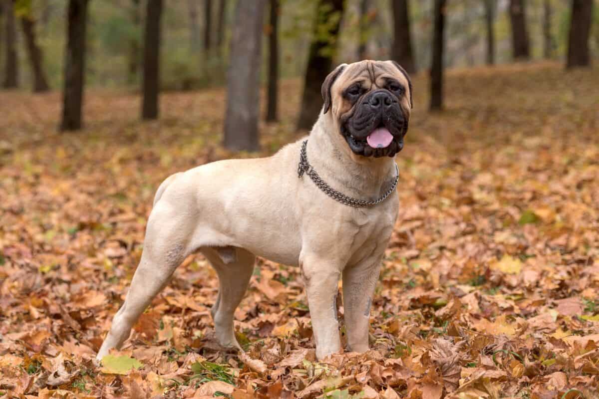 Bullmastiff yearly and monthly costs