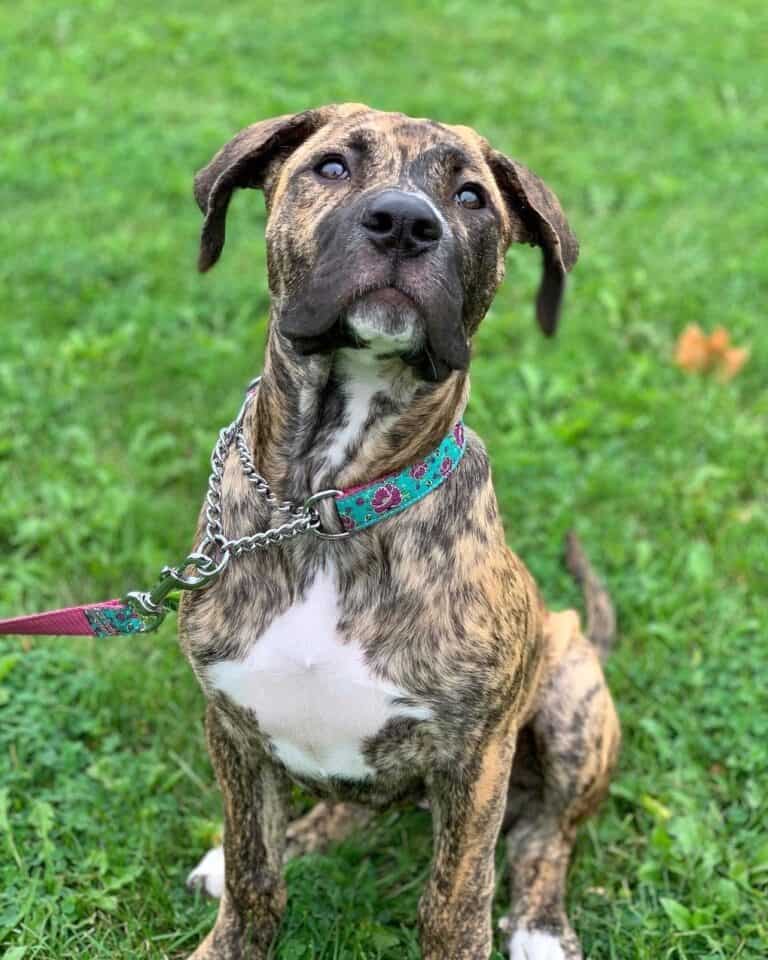 Cane Corso Bullmastiff Mix Info, Pictures, Facts, FAQs & More